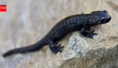 Meet the Alpine Salamander: Nature’s record holder for longest pregnancy |