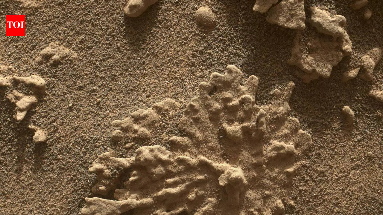 NASA’s Curiosity finds a Mars rock shaped like coral in a close-up image |