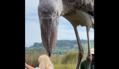 Extraordinary shoebill encounter has more tourists hoping to see them