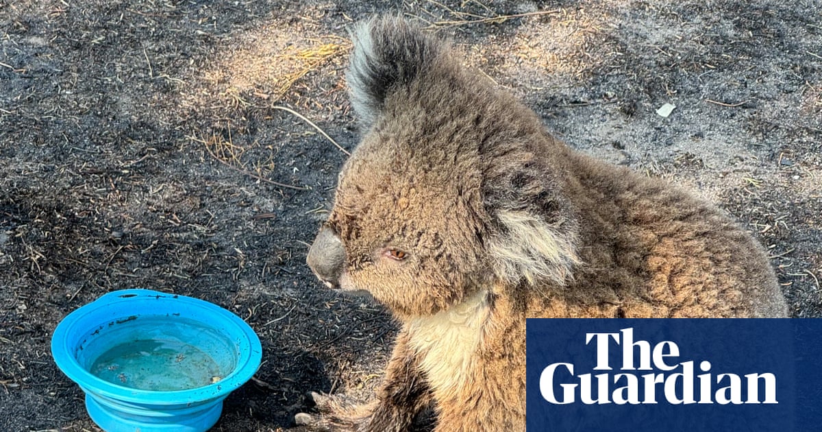 ‘We shouldn’t be surprised’: bushfires in Victoria push threatened species to the brink | Endangered species