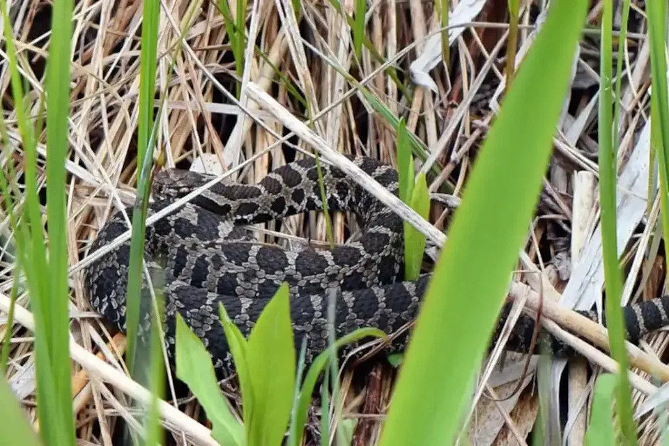 snake in grass with black and white pattern of spots on its back