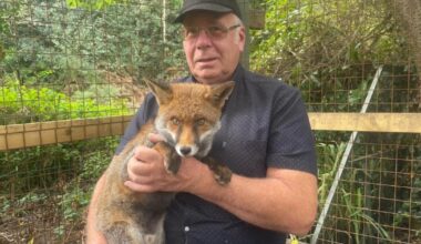 Fox sanctuary owner faces order to remove animals from home