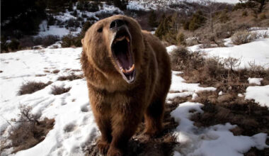 A 700-Pound Grizzly Sat Inches From This Photographer. His 3-Word Response Saved Him
