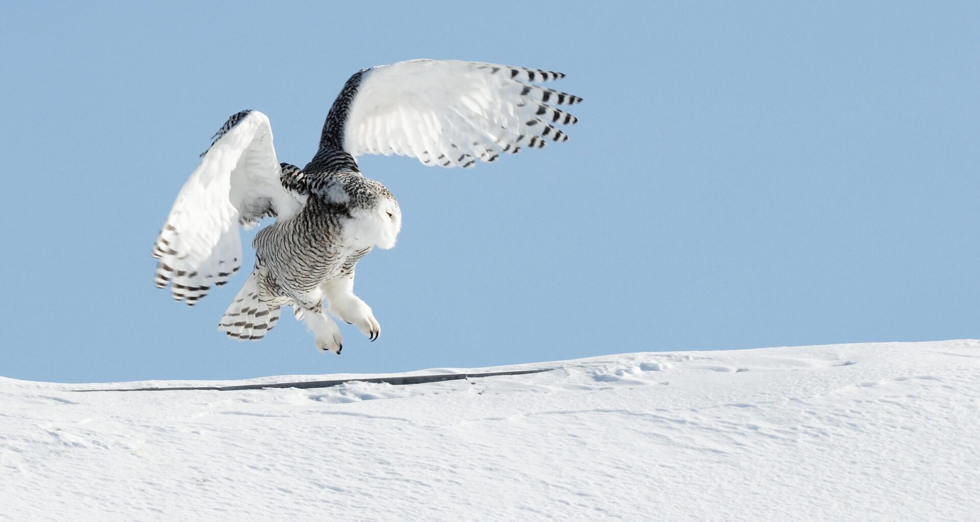 Snowy owl, striped hyena, sharks among migratory species proposed for greater protections