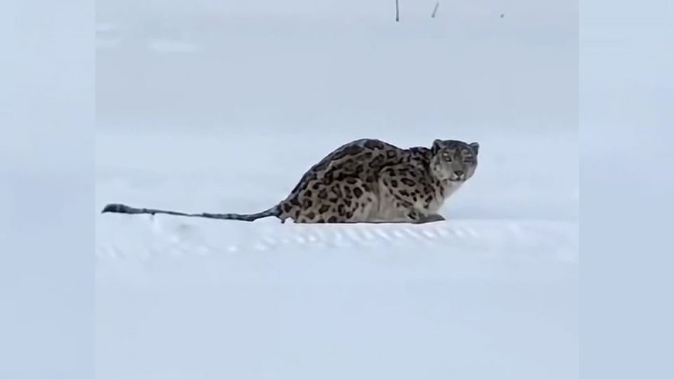 Snow leopard mauls skier in China’s Xinjiang region