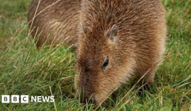Capybaras 'stolen' from farm in Forres