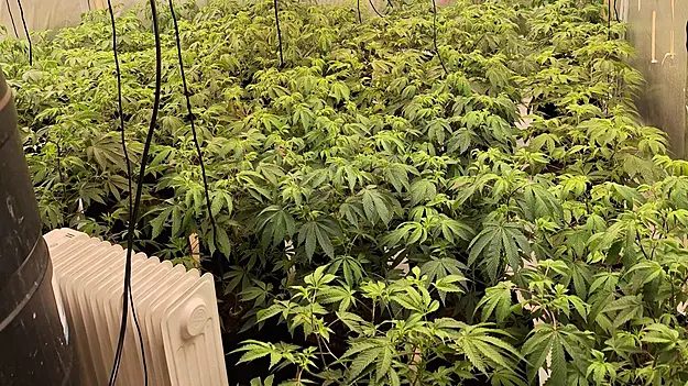 Four Arrested After Police Uncover Cannabis Factory In Derry