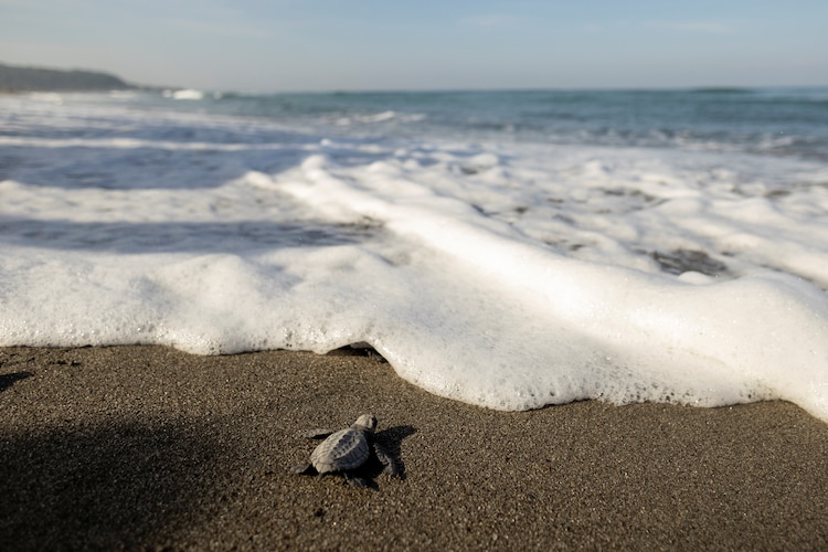 An olive ridley sea turtle hatchling makes its way to the sea in Philippines. (Photo by Reuters)