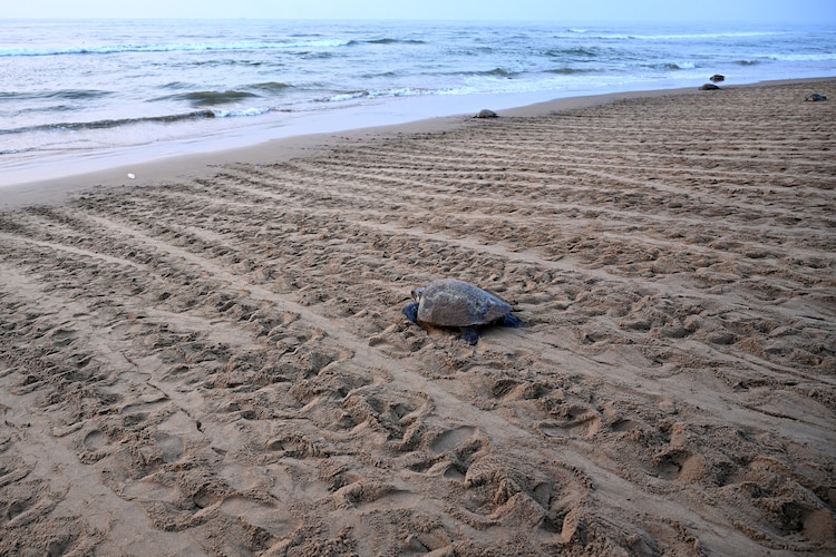 Olive Ridley turtles crawl back to sea after laying eggs on Rushikulya beach in Odisha. (Photo by Reuters)