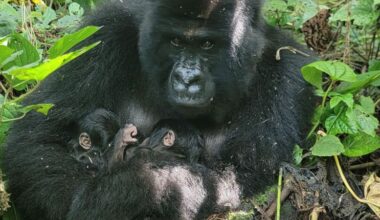 Birth of rare mountain gorilla twins recorded in Congo park