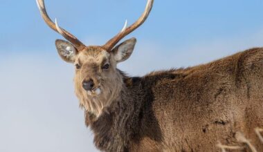 Nature Trail: Ireland is now obliged to eradicate invasive alien species