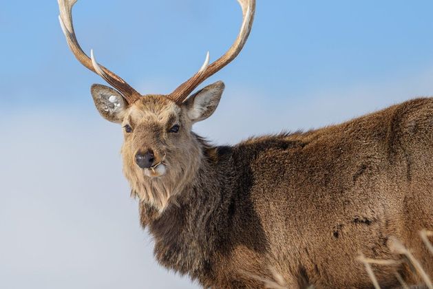 Nature Trail: Ireland is now obliged to eradicate invasive alien species