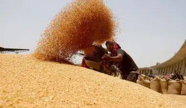 Increase in Local Production and Rising Prices Reduce Egypts Wheat Imports