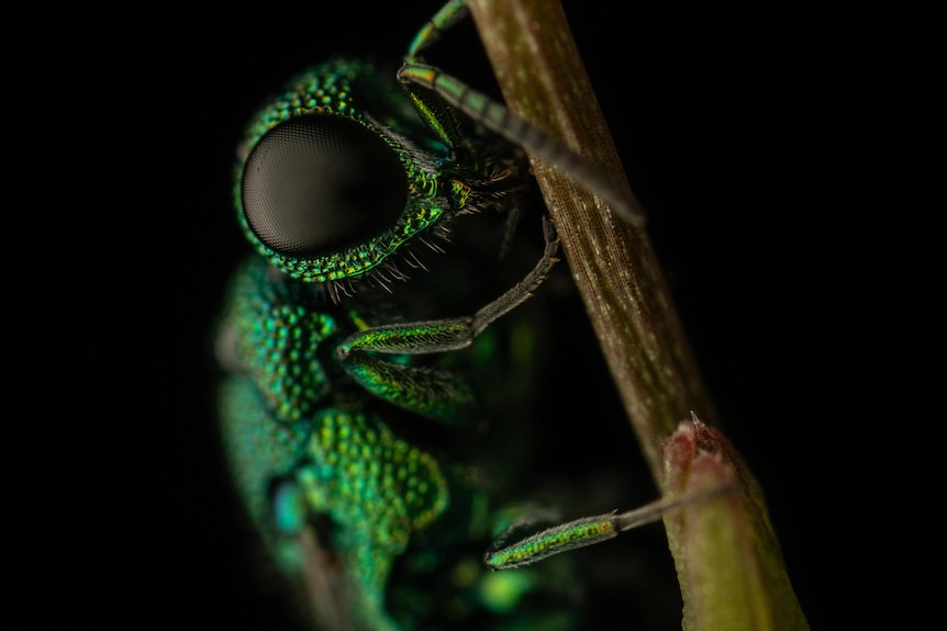 A macro photograph of a green insect.