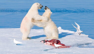 Predator and provider: new research reveals how polar bears feed ecosystems