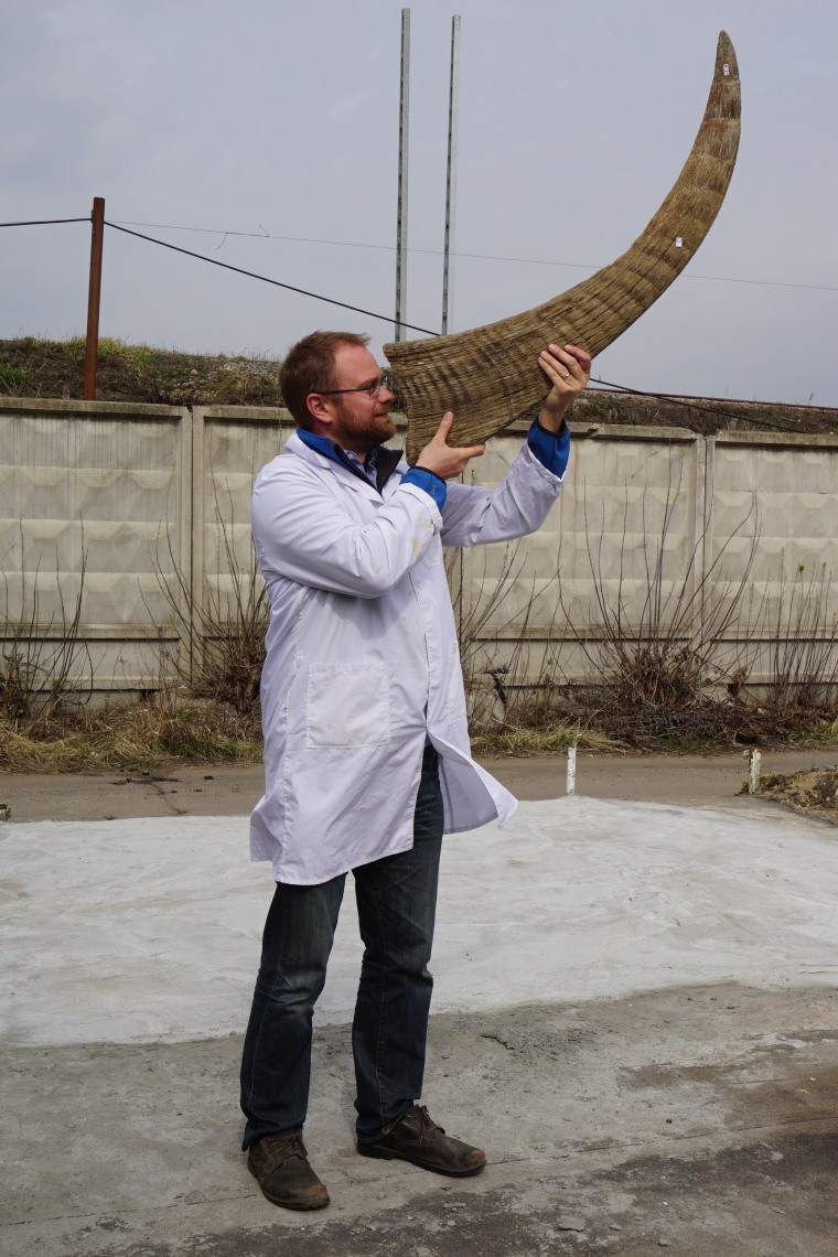 Love Dalén, coauthor on the paper, holding a woolly rhinoceros horn. 
