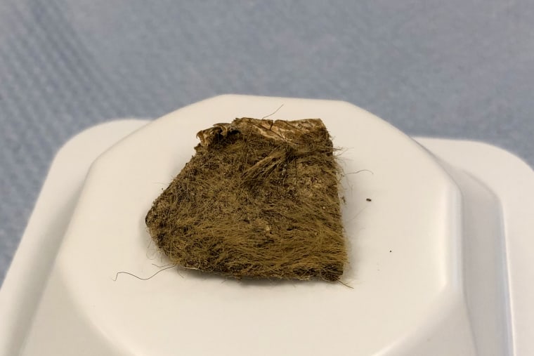 The piece of woolly rhino tissue found inside the stomach of the Tumat-1 puppy in Stockholm, Sweden in 2020.
