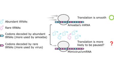 Secret Room Giant Virus Creates Inside Its Host Amoeba