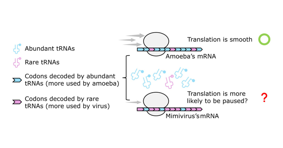 Secret Room Giant Virus Creates Inside Its Host Amoeba