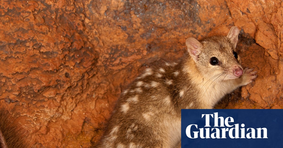 Ten Sydney harbours’ worth of threatened species habitat cleared under Albanese government in 2025, report finds | Logging and land-clearing