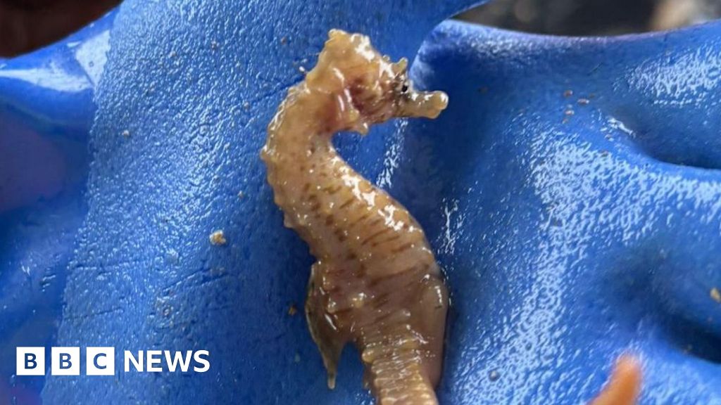 Devon skipper releases seahorse after catching it on fishing pot
