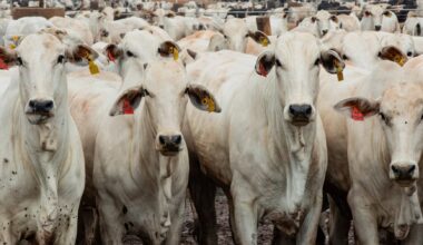 Brazil surpassing US as top beef producer, easing global supply squeeze