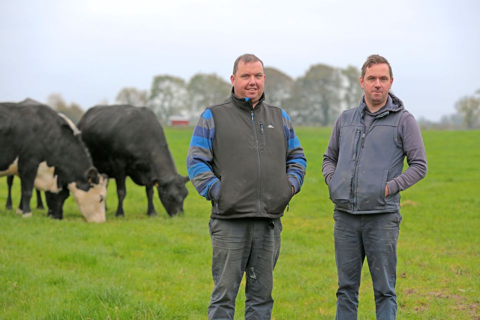 Gerry and Martin Davis run a pedigree Limousin herd in Co Longford. Photos by Shelley Corcoran Photography