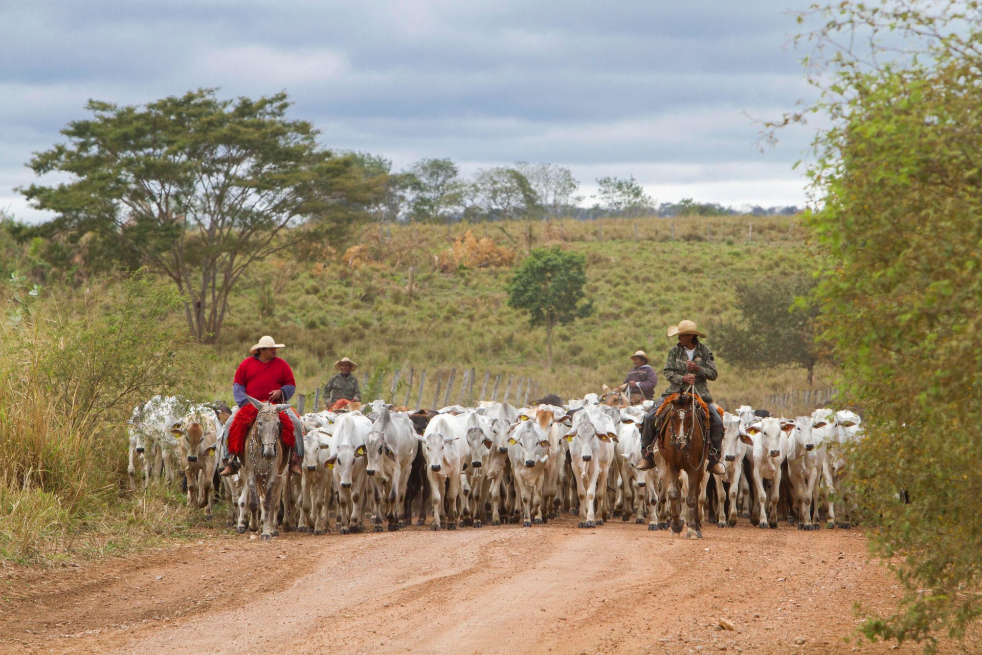 2CCY555 Gauchos herd cows, State of Mato Grosso, Brazil