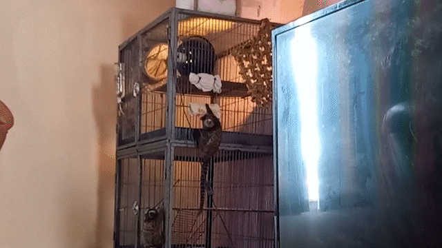 Thousands of pet monkeys could be seized as ban looms