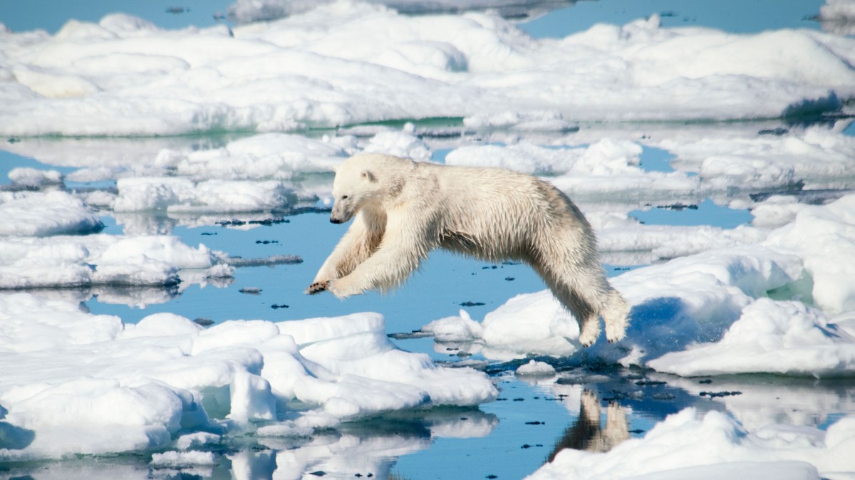 Polar bears grow fatter despite sea ice shrinking fast
