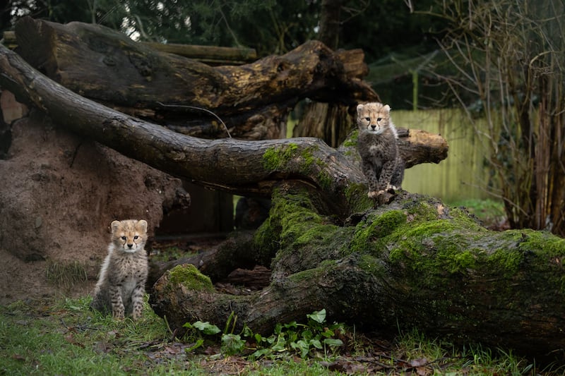 The two endangered Northern cheetah cubs at Fota Wildlife in Cork. Photograph: Darragh Kane
