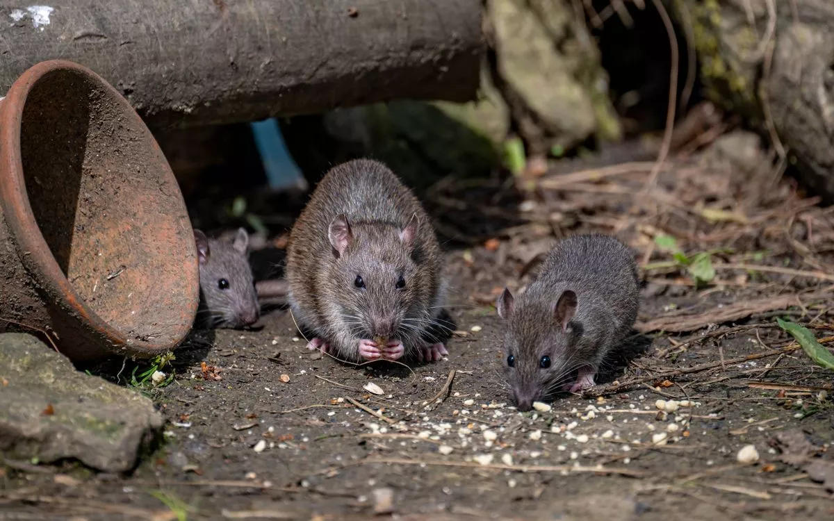A closeup shot of tree young rats near a filthy can on the floor