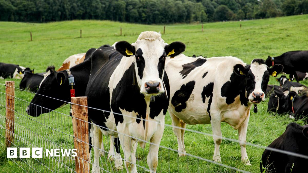Black and white cows in a field. There is grass and trees in the distance and a fence in the foreground.