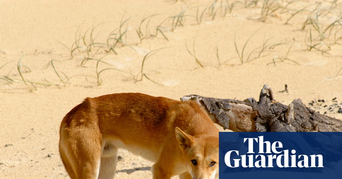 Killing of K’gari dingoes in wake of backpacker’s death could create ‘extinction vortex’, expert says | K'gari (Fraser Island)
