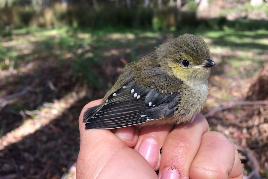 A forty spotted pardalote bird perched on a hand in a white gum forest.