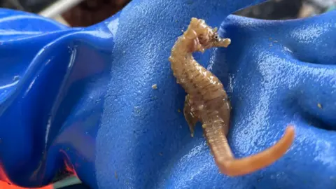Chris Puncher A person holding a small seahorse. The glove is blue and the seahorse is a light brown and tail.