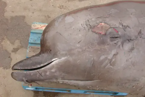 CSIP-ZSL A close up of the side of the face of the northern bottlenose whale lying on its side on the ground