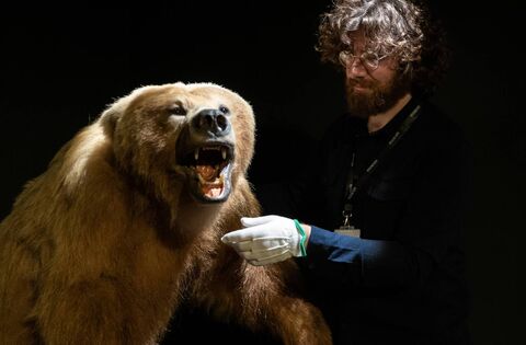 Brown bear goes on display at Mayo museum - What's on