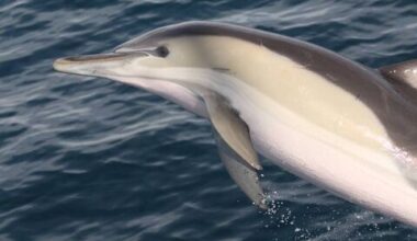 Watch: A pod of dolphins have a grand day out in Waterford City - News