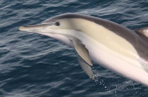 Watch: A pod of dolphins have a grand day out in Waterford City - News