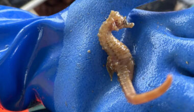 Skipper releases seahorse caught on fishing pot