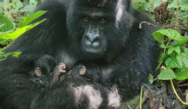 Birth of rare mountain gorilla twins recorded in Congo park