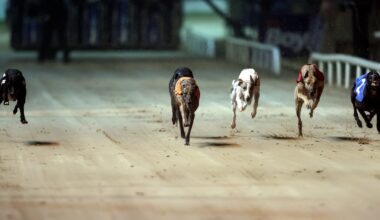 Greyhound Racing Ireland sought State support as welfare and rehoming costs rose – The Irish Times