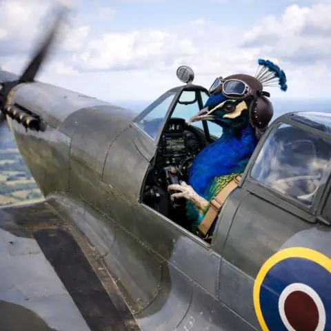 Chris Midson/ChatGPT An AI generated image of a peacock flying a Spitfire over the countryside complete with goggles