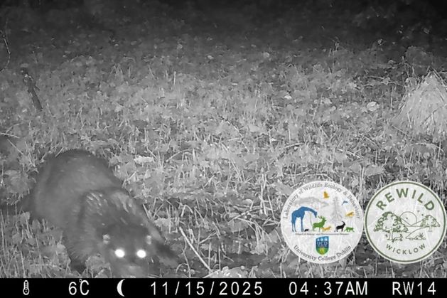 Five-year wait ends as elusive otter captured on camera in Wicklow