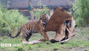 A tiger attacking a number of cardboard boxes in a grassy area