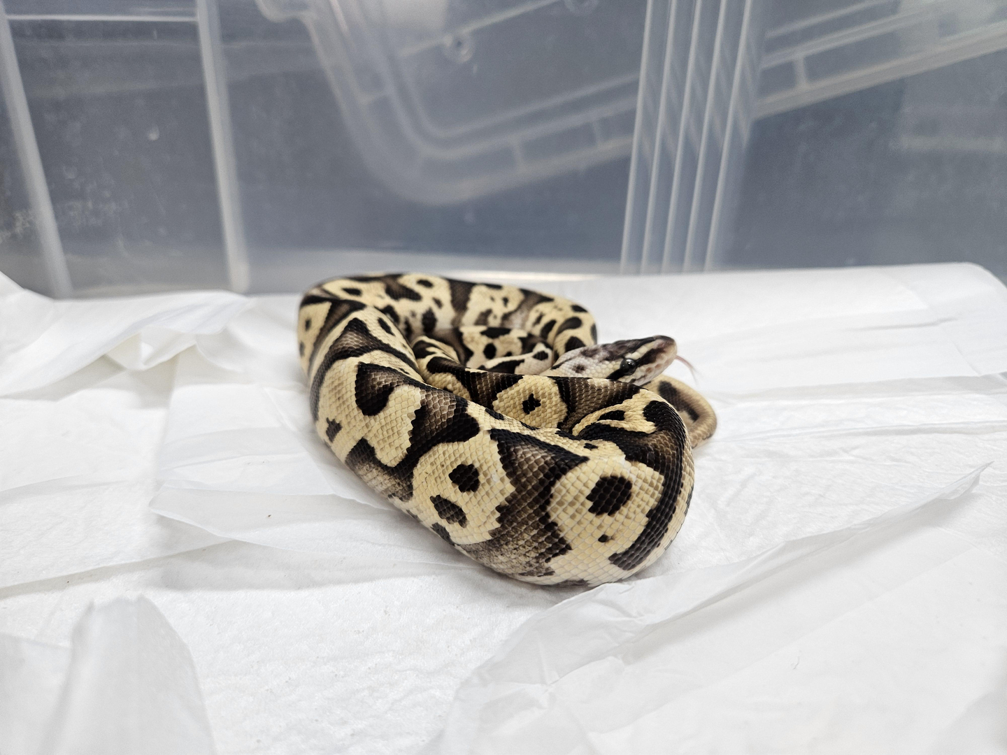 This ball python found in a subway station restroom in the Gangnam District area in southern Seoul was transferred to the National Institute of Ecology in Seochon, South Chungcheong, on Jan. 22. [YONHAP]