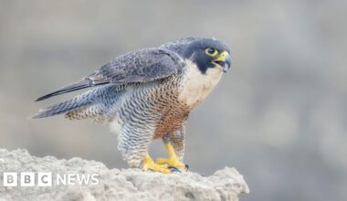 Police investigating shooting of peregrine falcon in Strabane