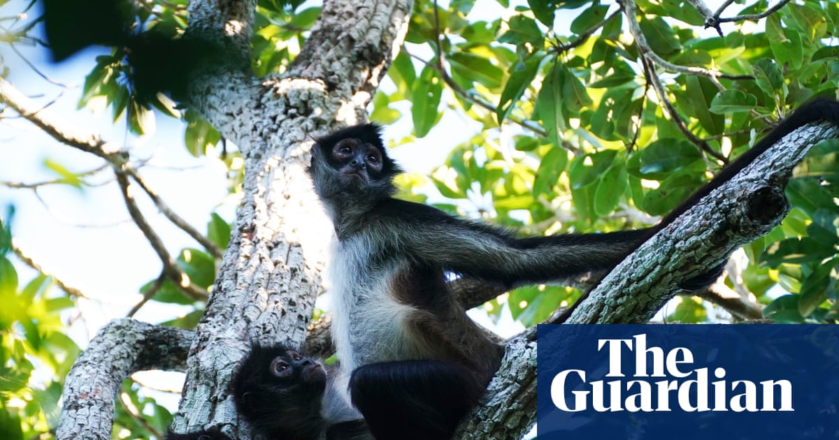Spider monkeys found to share ‘insider knowledge’ to help locate best food | Animal behaviour