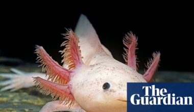 ‘Every time I look at one, I smile!’: how axolotls took over the world | Wildlife